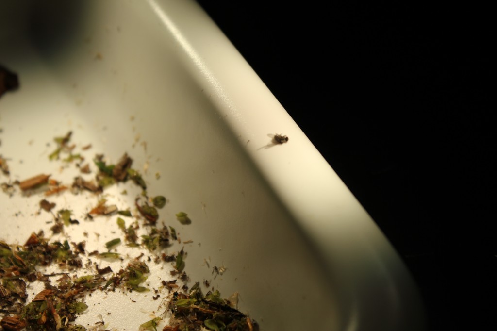 A small fly found in search of a mosquito in a tray of soil. Photo by April Alexander.