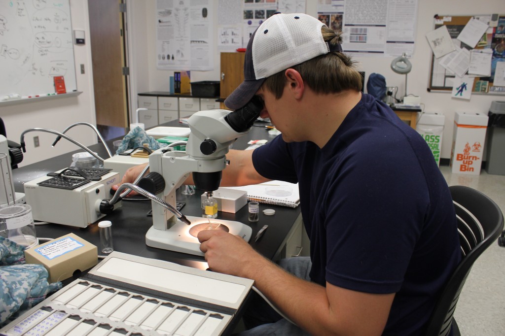 Student Leland Shockley dissecting a mosquito under a microscope. Photo by April Alexander.