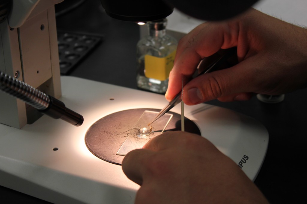 Shockley dissecting the ovarian sack of a female mosquito. Photo by April Alexander.