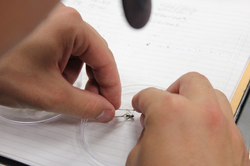 Shockley pinning a mosquito. Photo by April Alexander.