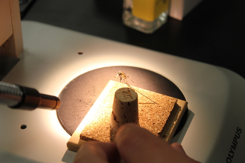 A pinned mosquito under the microscope. Photo by April Alexander.