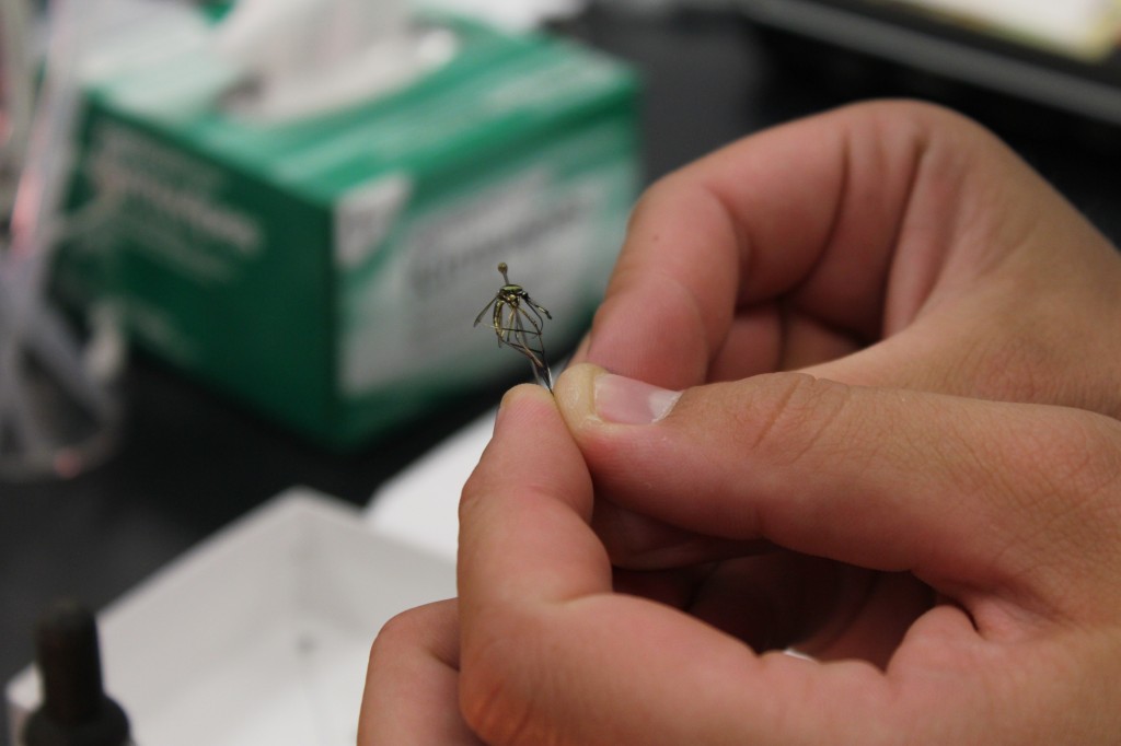 A pinned mosquito. Photo by April Alexander.