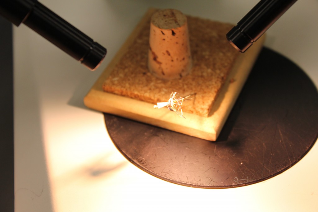 A pinned mosquito under the microscope. Photo by April Alexander.