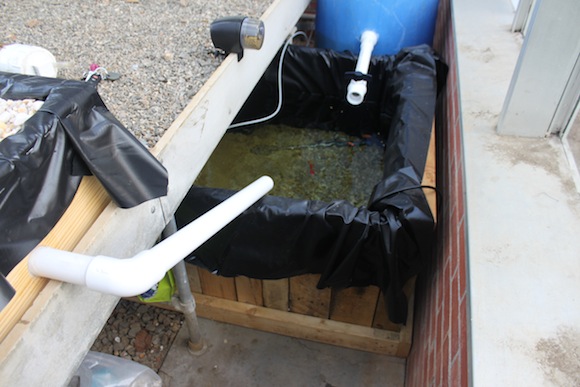 Aquaponics 07 The freshly cleaned water drains back into the fish tank through this pipe. Photo by Ben Haines.