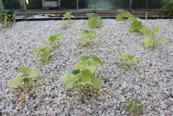 Aquaponics 11 Young cucumber plants. Photo by Ben Haines.