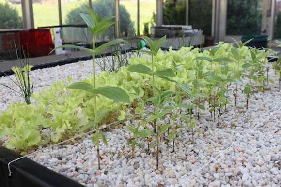 Aquaponics 10 Zinnia. Photo by Ben Haines.