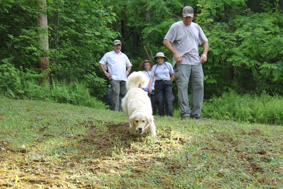 Cadaver Dog Training 01 Bridget picks up the scent of human decomposition and sets out to locate the source. Photo by Ben Haines.