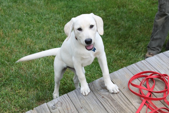 Cadaver Dog Training 05 Gracie, Brad Dennis' puppy. Photo by Ben Haines.